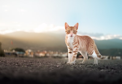 橙色和白色的斑猫白天在灰色的沙滩上